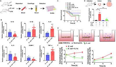 Endothelial-Derived Interleukin-1α Activates Innate Immunity by Promoting the Bactericidal Activity of Transendothelial Neutrophils